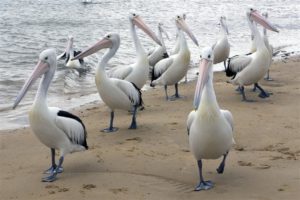 9. Pelican Feeding II