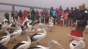 9. Feeding Pelicans